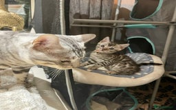 Bengal cats for sale: Pure bengal kittens - Image 13