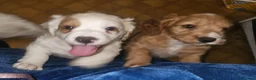 Cockapoo dogs for sale: Ready now!! Beautiful white and red F2 cockapoos - Advert 11