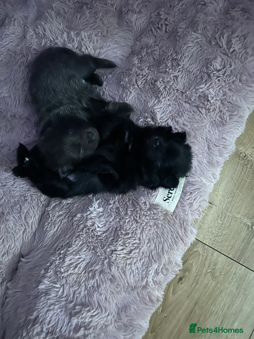 Pomeranian dogs for sale: Beautiful well loved Pomeranians  - Advert 5