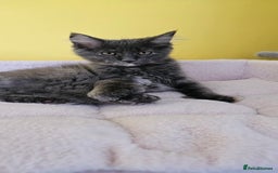 Maine Coon cats for sale: TICA Reg Maine Coon Kittens - Image 5