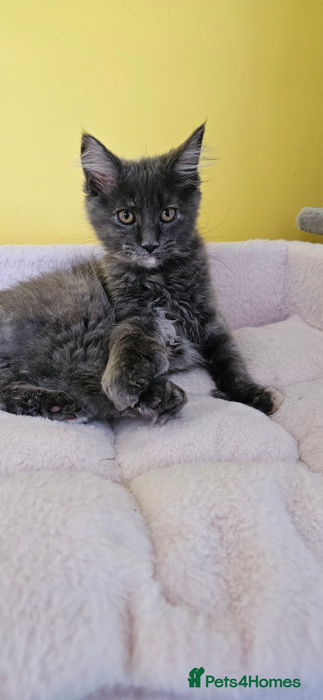 Maine Coon cats for sale: TICA Reg Maine Coon Kittens - Image 5