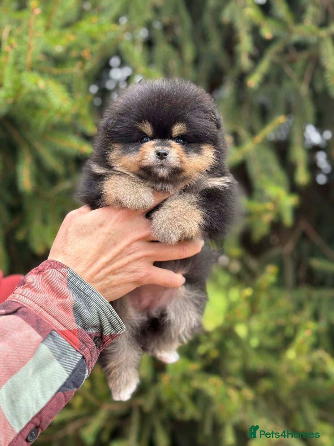 Pomeranian dogs for stud: Top quality proven Pomeranian stud  - Advert 10