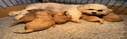Cavapoochon dogs for sale: Adorable Cavapoochon Puppies for sale. in Southampton - Advert 2