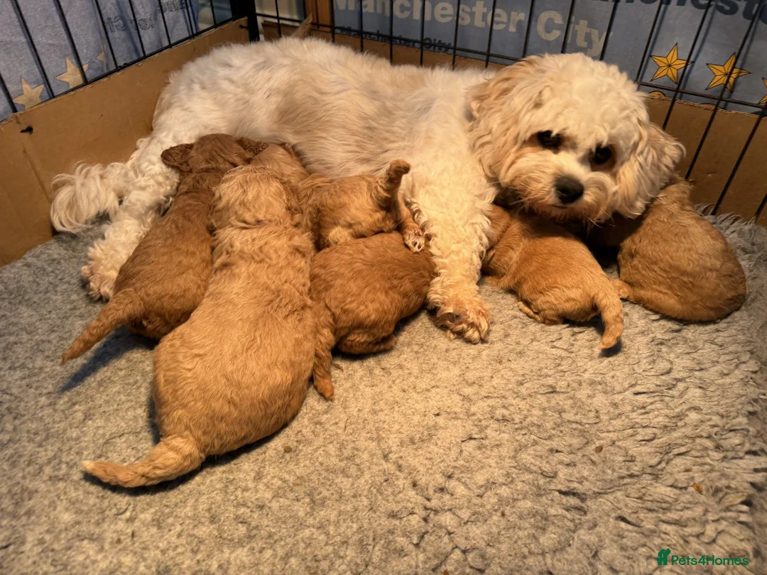 Cavapoochon dogs for sale: Adorable Cavapoochon Puppies for sale. in Southampton - Advert 2