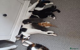 European cats for sale: Lovely kittens 😸 ****** 🏡  - Image 4
