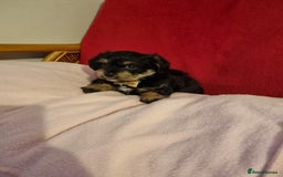 Bichon Frise dogs for sale: 2 Bichon puppies for sale  - Image 14