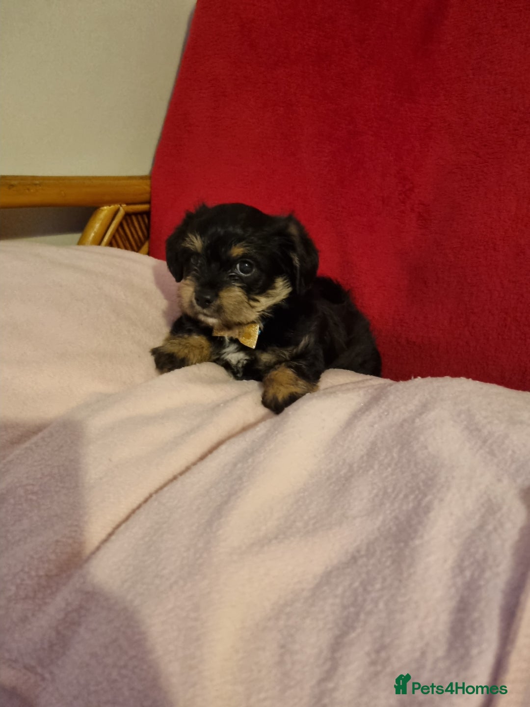 Bichon Frise dogs for sale: 2 Bichon puppies for sale  - Image 14