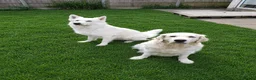 Mixed Breed dogs for sale: Beautiful white golden Shepherd  - Advert 1