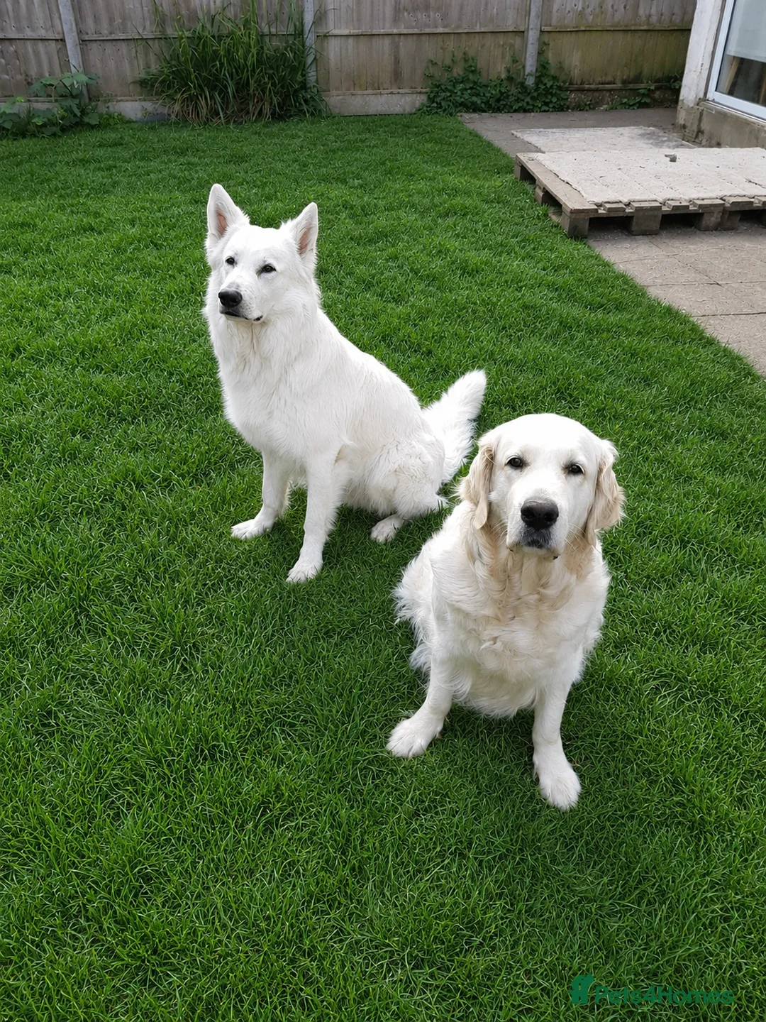 Mixed Breed dogs for sale: Beautiful white golden Shepherd  - Advert 1