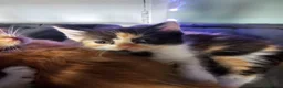 Mixed Breed cats for sale: Kittens for sale in Bolton - Advert 2