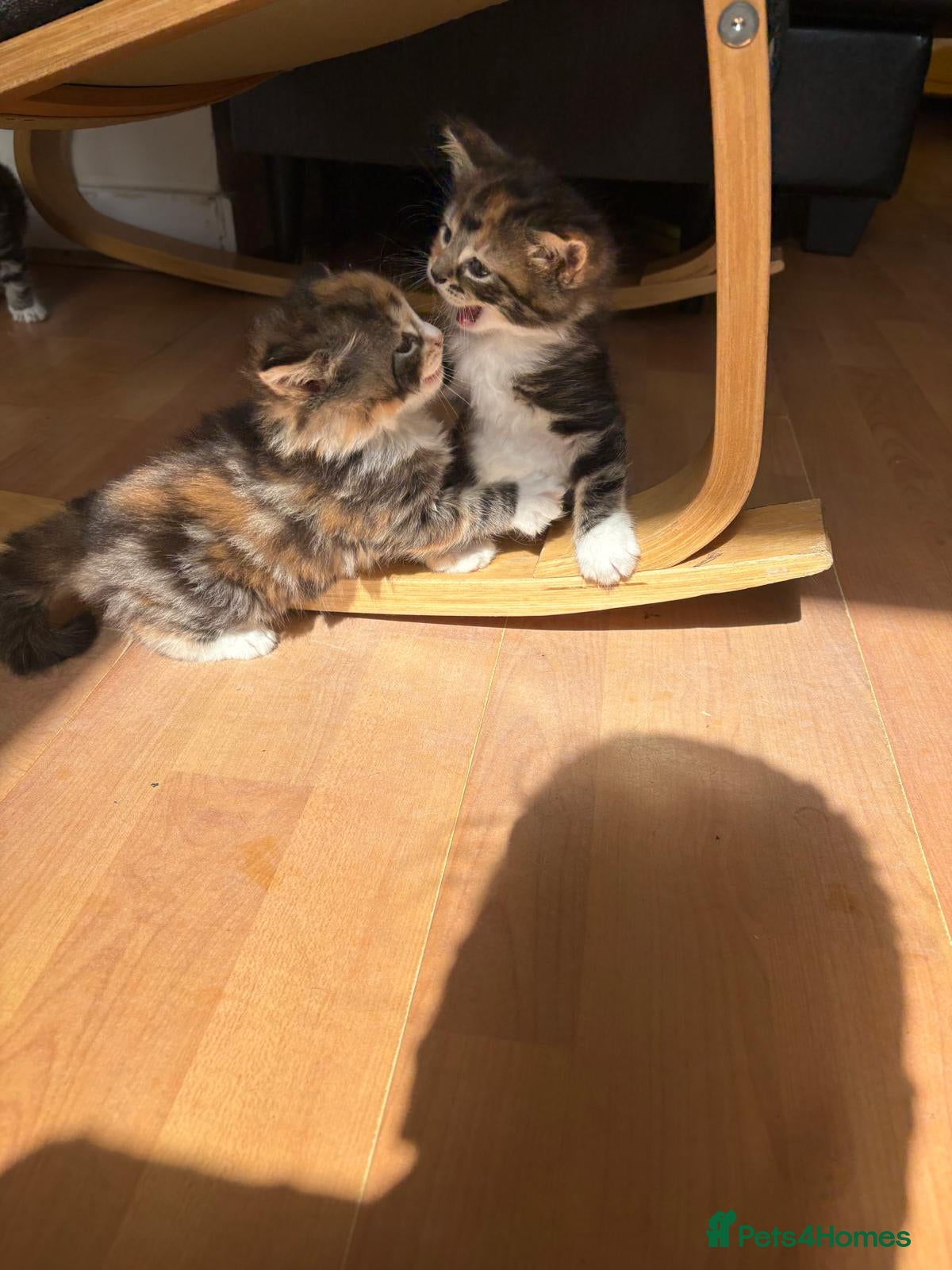 British Longhair cats for sale: 🐾 Stunning British Longhair Kittens for Sale 🐾 in Wembley - Advert 6