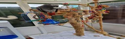 Parrots birds for sale: African grey parrot  - Advert 3