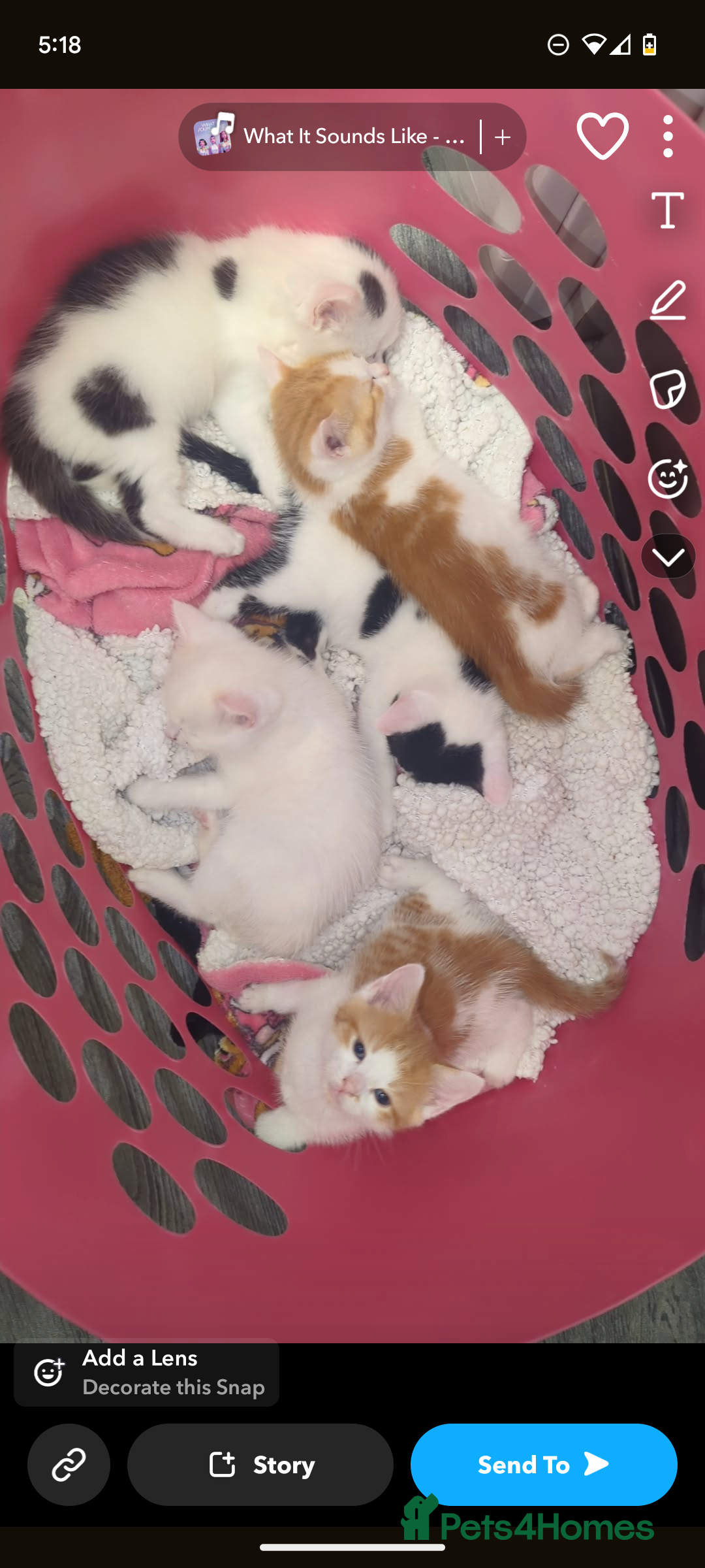 British Shorthair cats for sale: Cute kittens  - Image 1