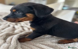 Rottweiler dogs for sale: LAST PUP  - Image 10