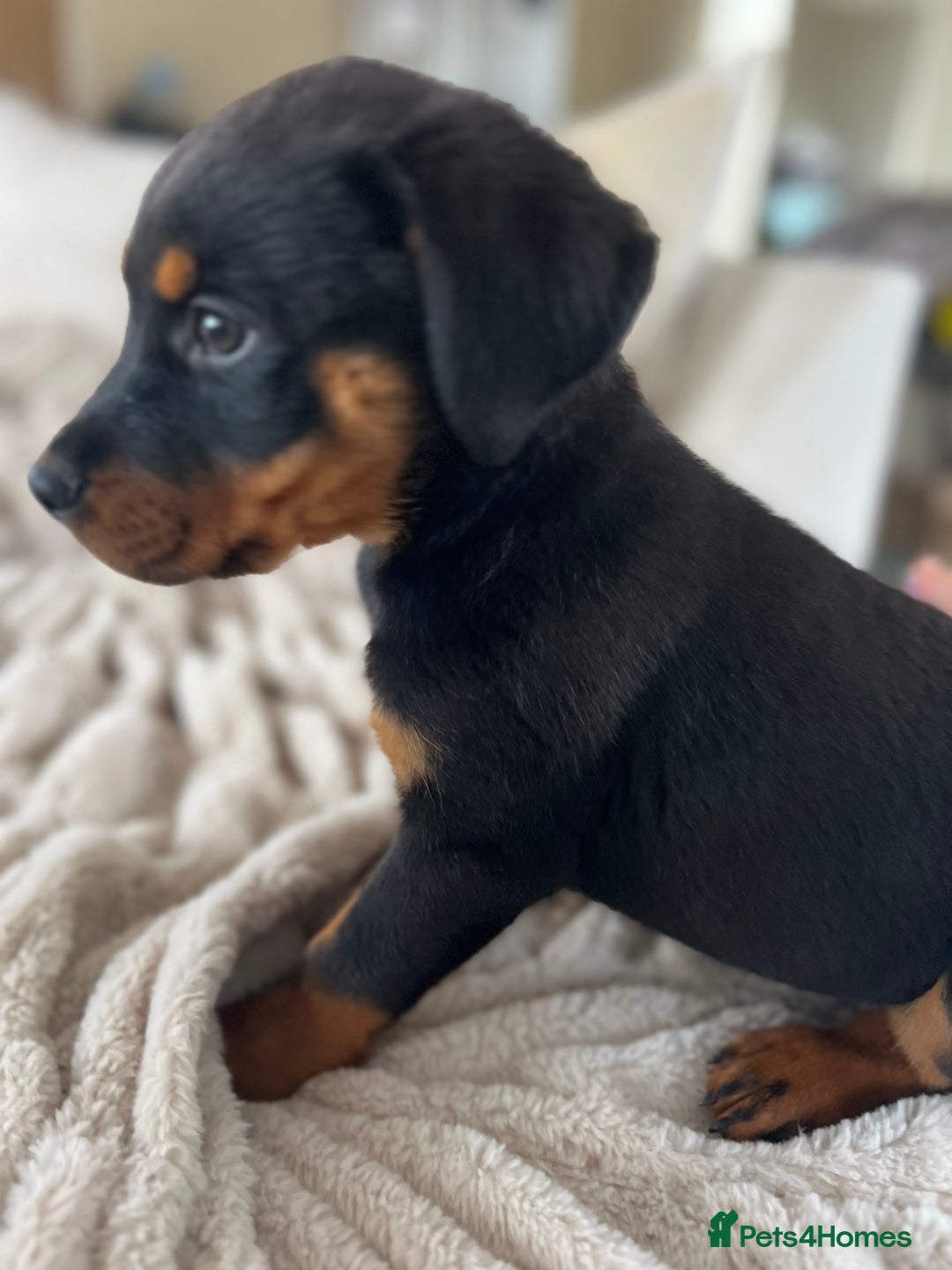 Rottweiler dogs for sale: LAST PUP  - Image 10