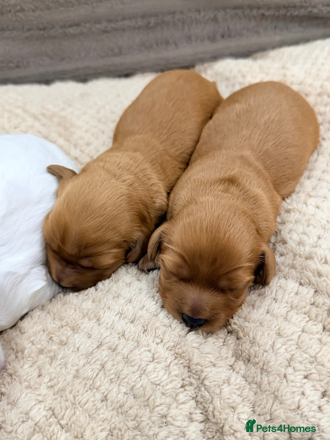 Mixed Breed dogs for sale: 3 Beautiful Cavapoochon Girls in Basildon - Advert 16