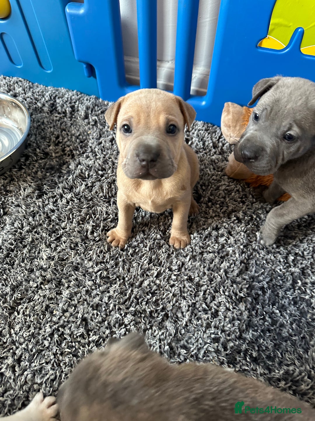 Mixed Breed dogs for sale: Ready to leave!! Staffy X Shar Pei puppies puppy - Image 31