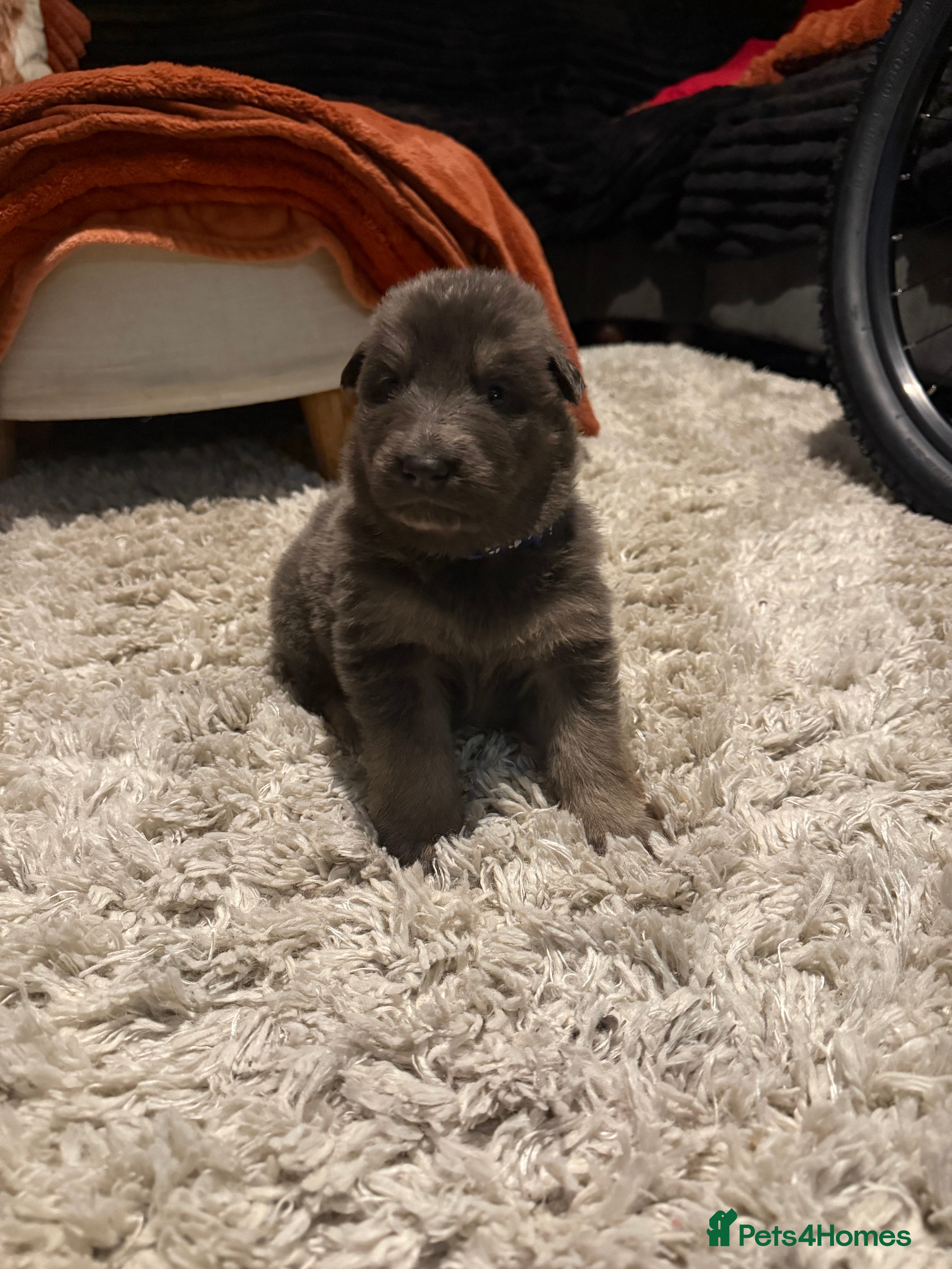 German Longhaired Pointer dogs Rare blue eyedBlue  straight back German Shepard - Advert 2