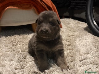 German Longhaired Pointer dogs Rare blue eyedBlue straight back German Shepard - Advert 6