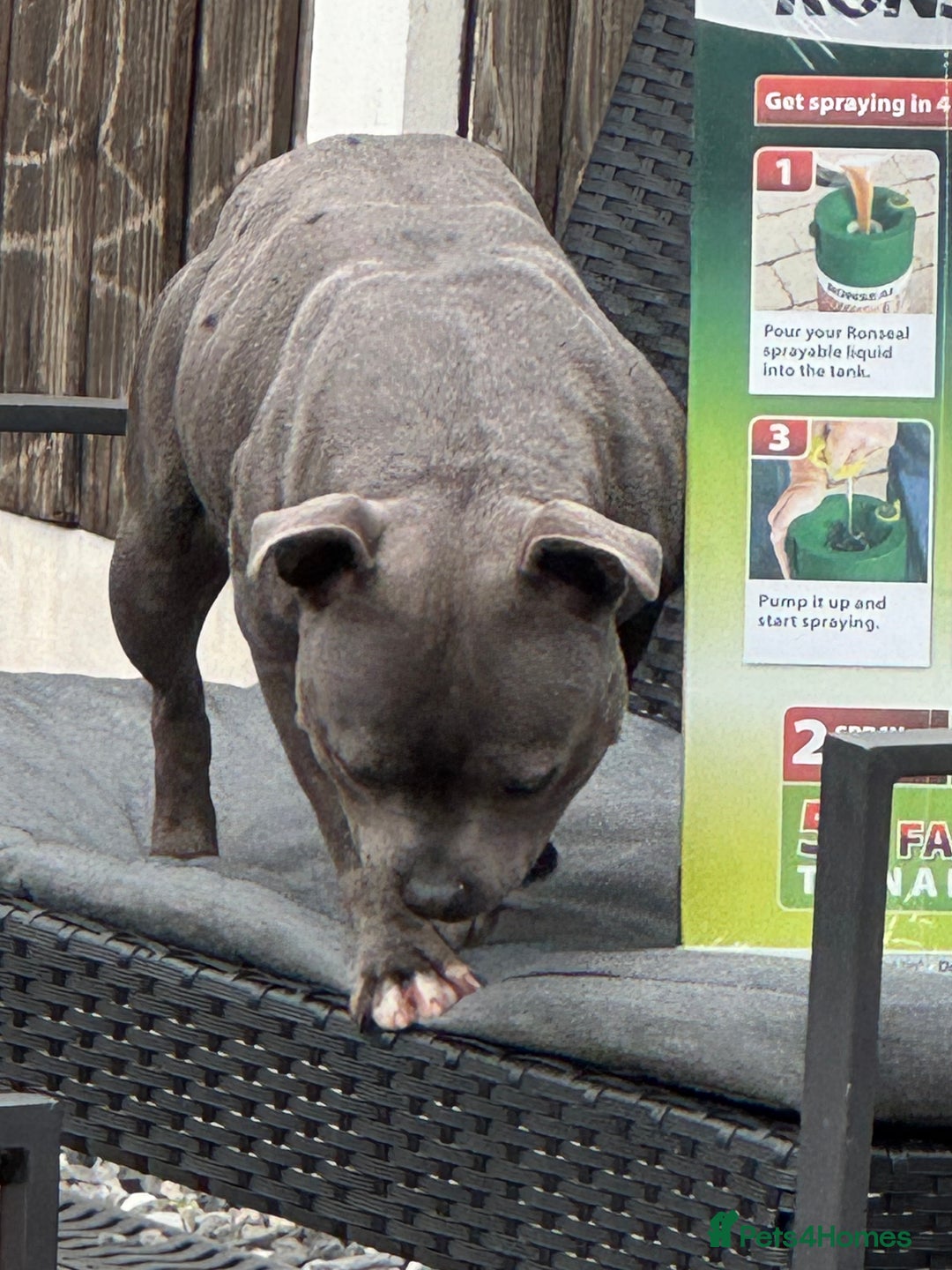 Staffordshire Bull Terrier dogs for sale: Please read the add , kc female  - Image 2