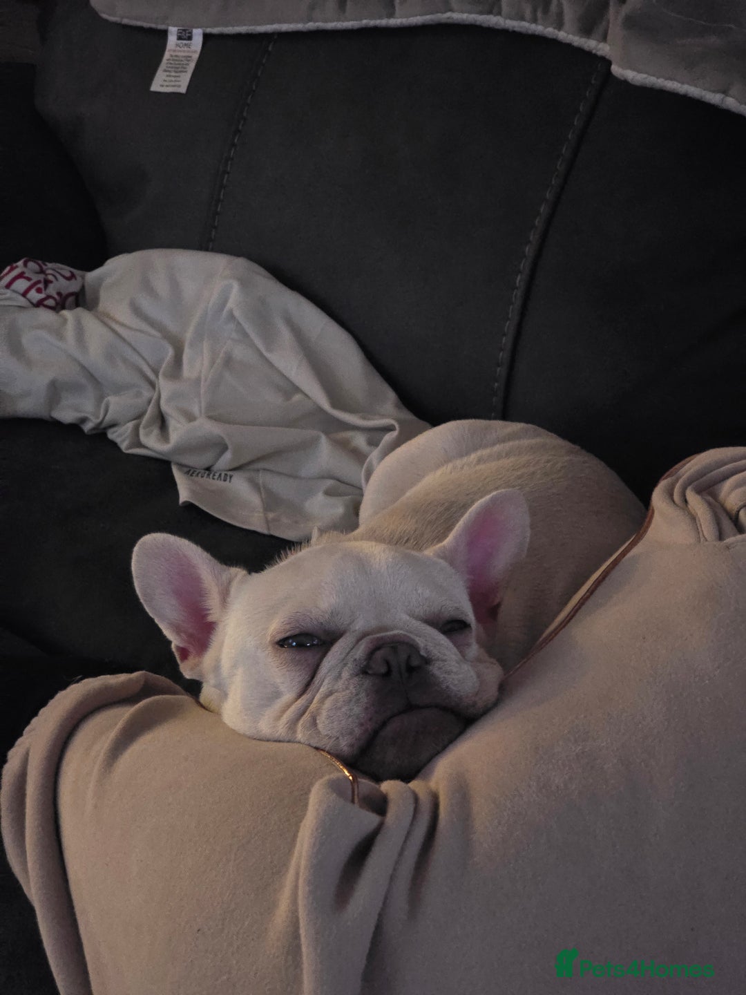 French Bulldog dogs for sale: Mylo-French Bulldog-8 months - Advert 12