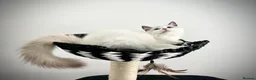 Ragdoll cats for sale: Only one kitten left! Don’t miss out! - Advert 23