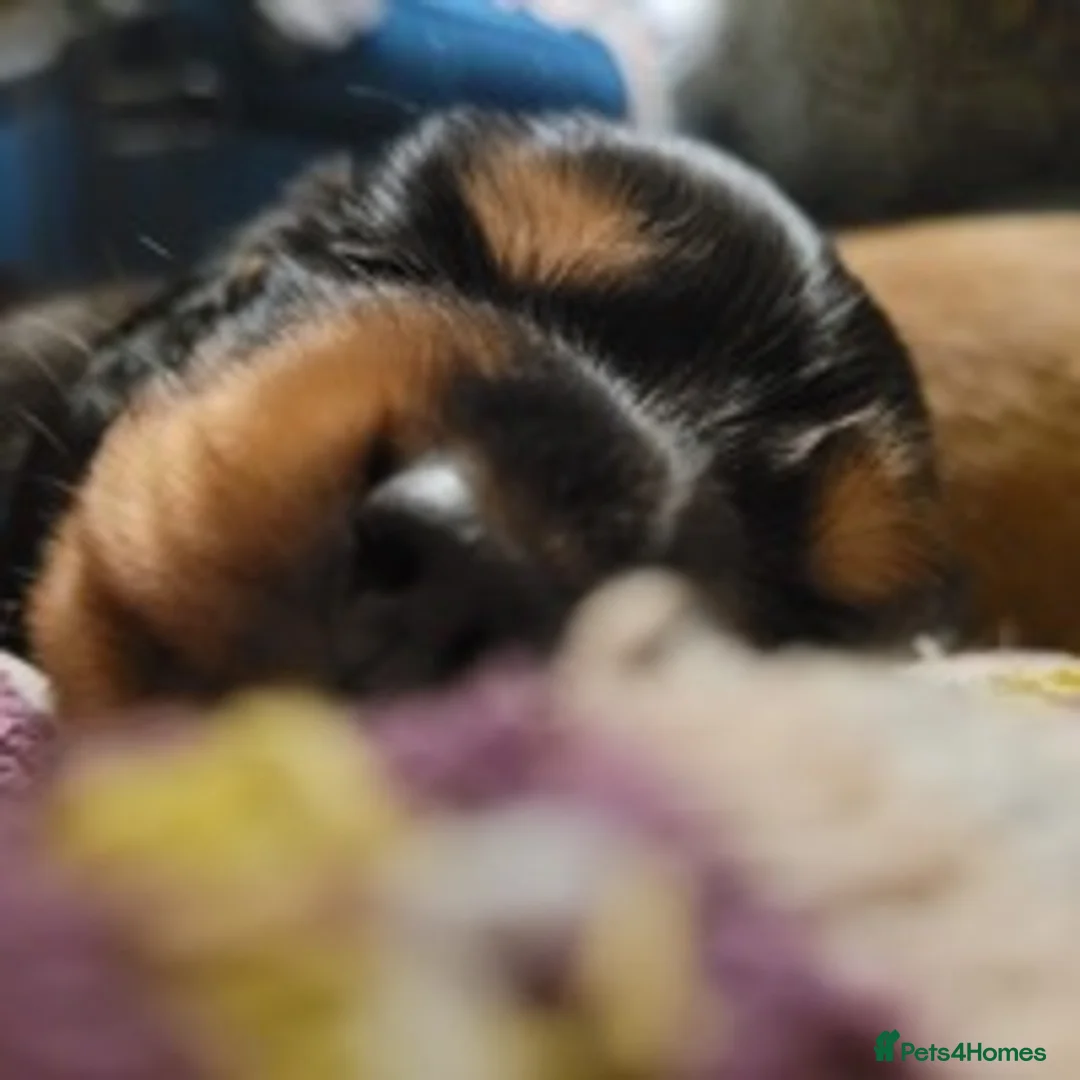 Miniature Dachshund dogs for stud: Longhaird miniature dachshund in Gloucester - Advert 6