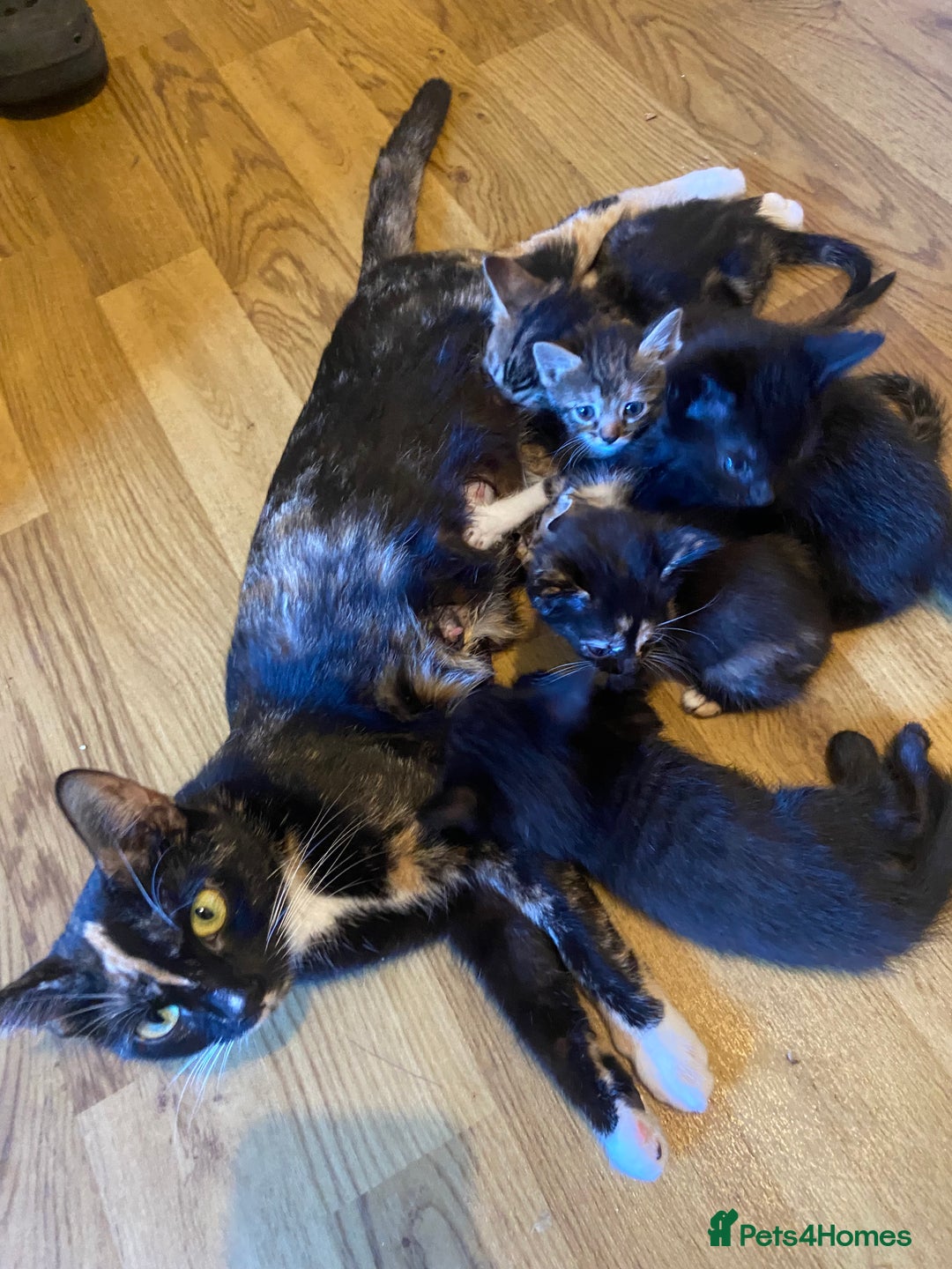 Bengal cats for sale: 7 adorable bengal/tort kitties available now!  - Image 1