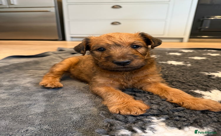 Irish Terrier dogs - Advert 1
