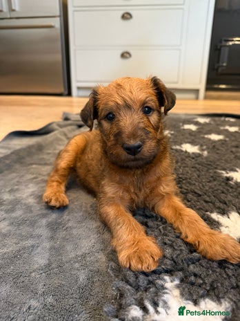Irish Terrier dogs - Advert 1