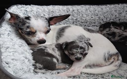 Mixed Breed dogs for sale: Chihuahua with a bit of French Bulldog puppies - Advert 33