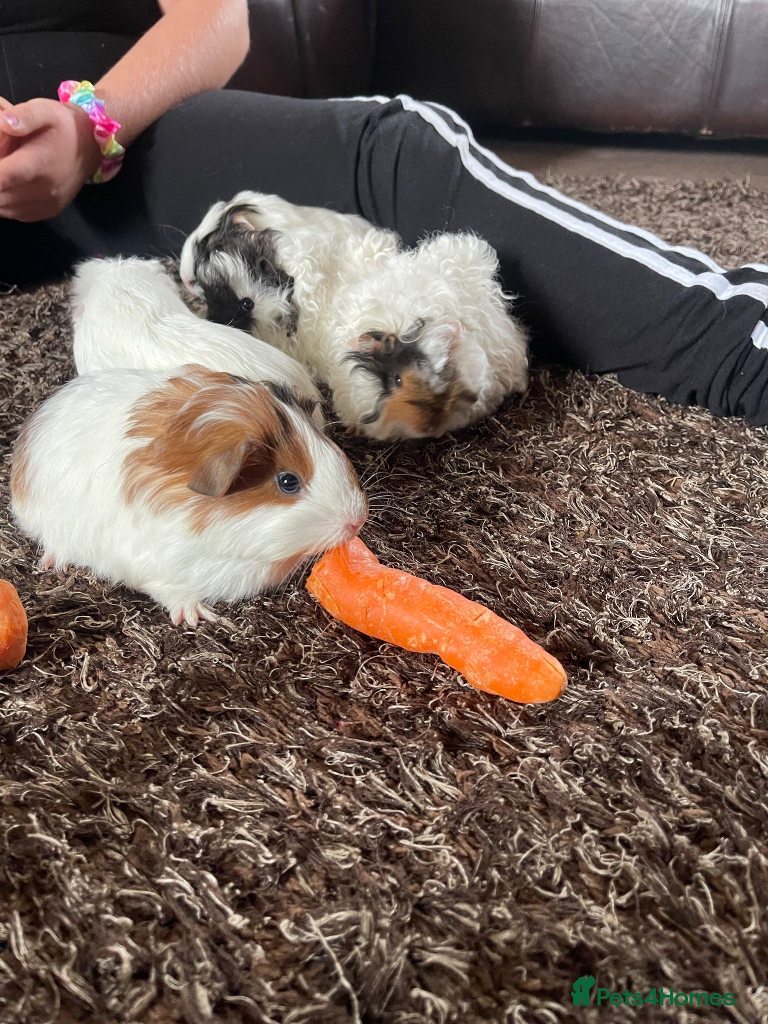 Guinea Pig rodents ⭐️ Baby Guinea Pigs Looking For New Homes⭐️ - Advert 2