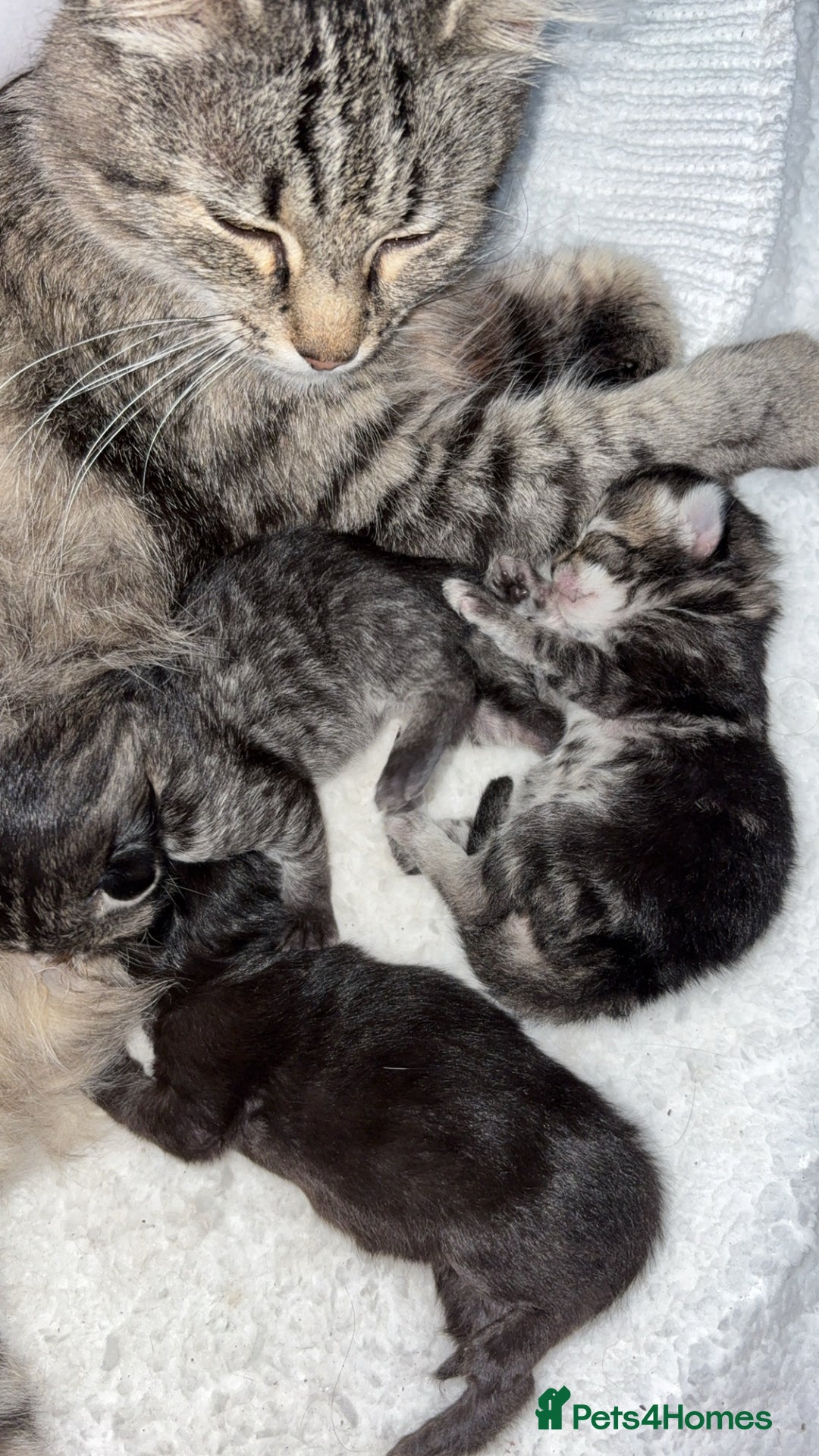 Mixed Breed cats for sale: Gorgeous kittens for sale  - Image 5