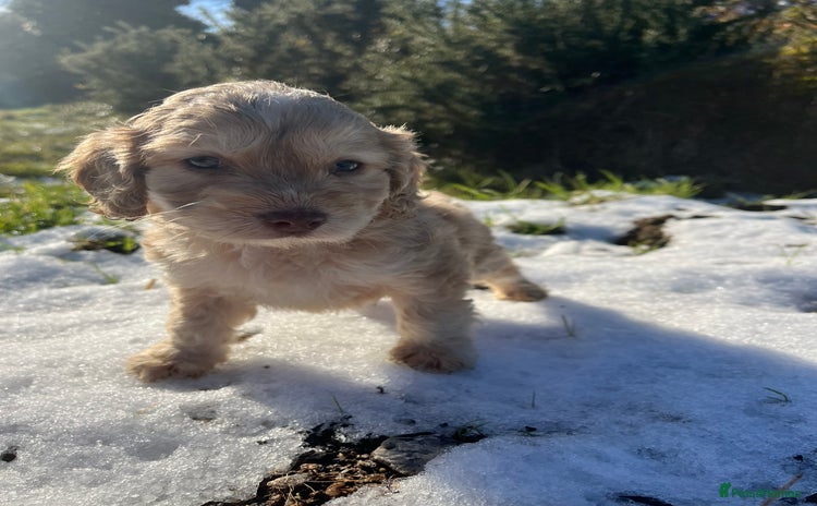 Cockapoo dogs 2 Beautiful Cockapoos! 🐶🐶 - Advert 17