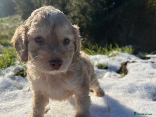 Cockapoo dogs 2 Beautiful Cockapoos! 🐶🐶 - Advert 7