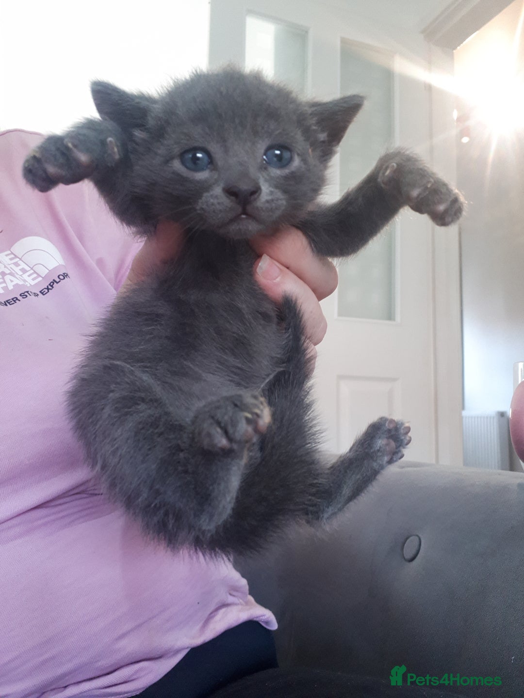Bengal cats for sale: READY NOW 1 kitten left - Image 7