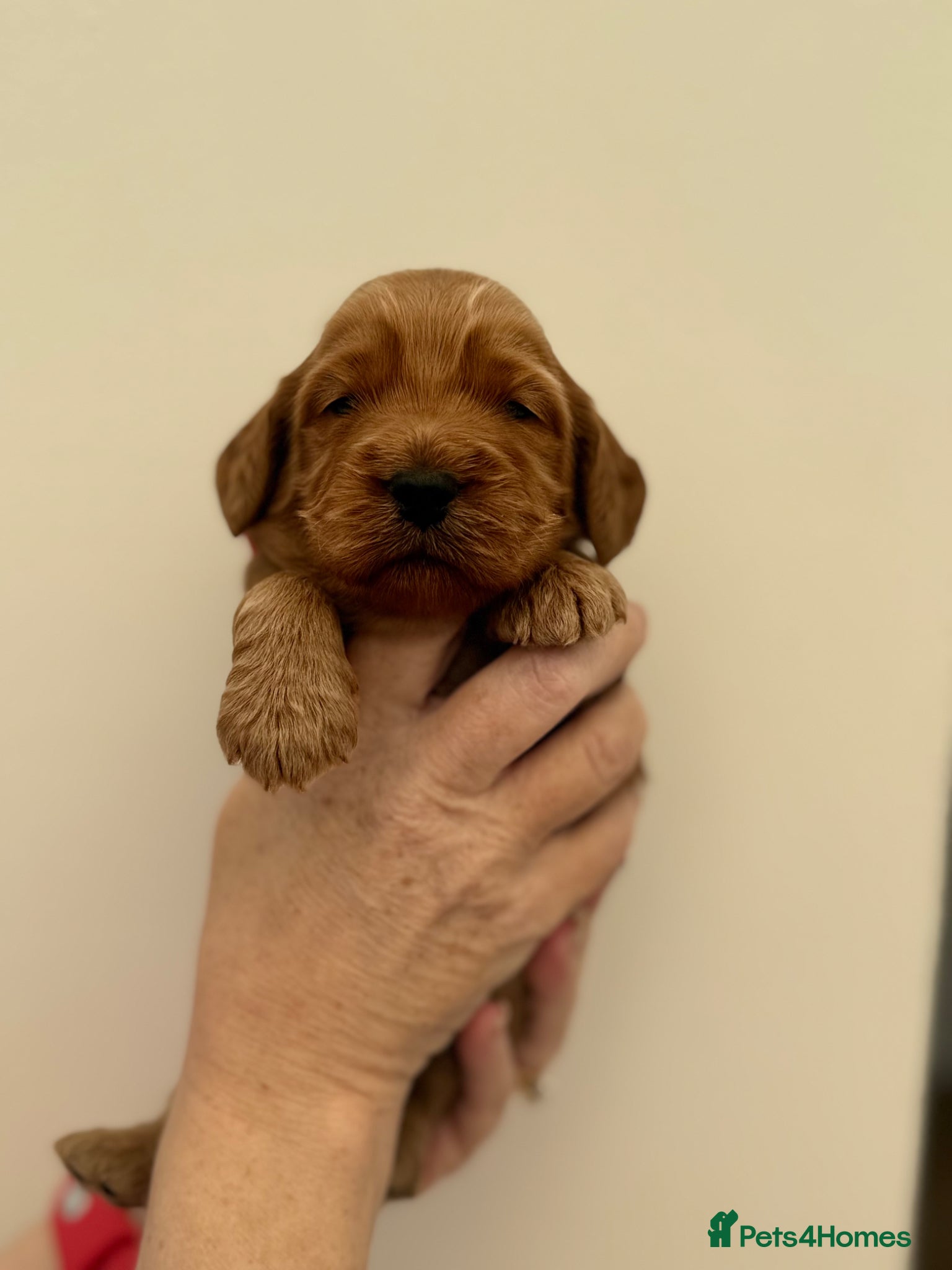 Cockapoo dogs F1 show line cockapoo puppies - Advert 3