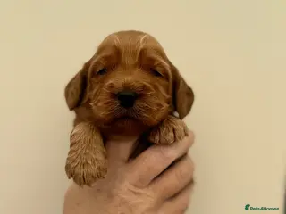 Cockapoo dogs F1 show line cockapoo puppies - Advert 5