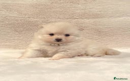 Pomsky dogs for sale: perfect husky markings Pomsky puppies for sale - Image 12