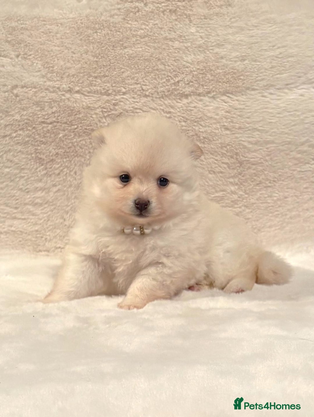 Pomsky dogs for sale: perfect husky markings Pomsky puppies for sale - Image 12