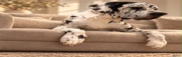 Great Dane dogs for stud: 🤍🖤Proven Stud🖤🤍 KC Harlequin Great Dane 3yrs - Advert 1