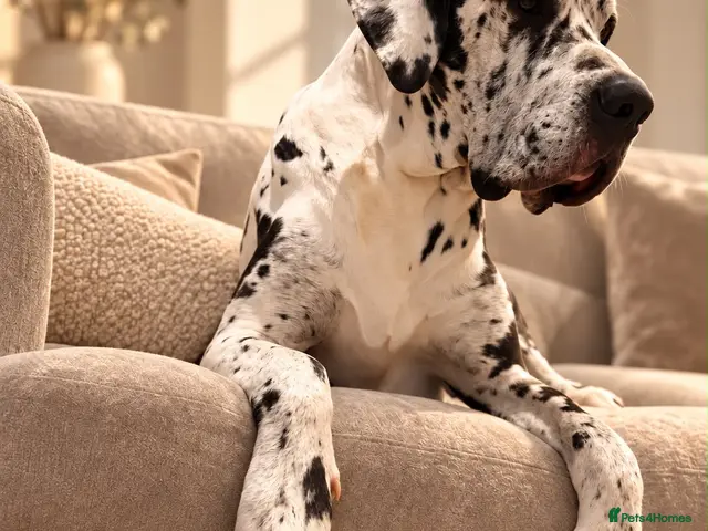 Great Dane dogs for stud: 🤍🖤Proven Stud🖤🤍 KC Harlequin Great Dane 3yrs - Advert 1