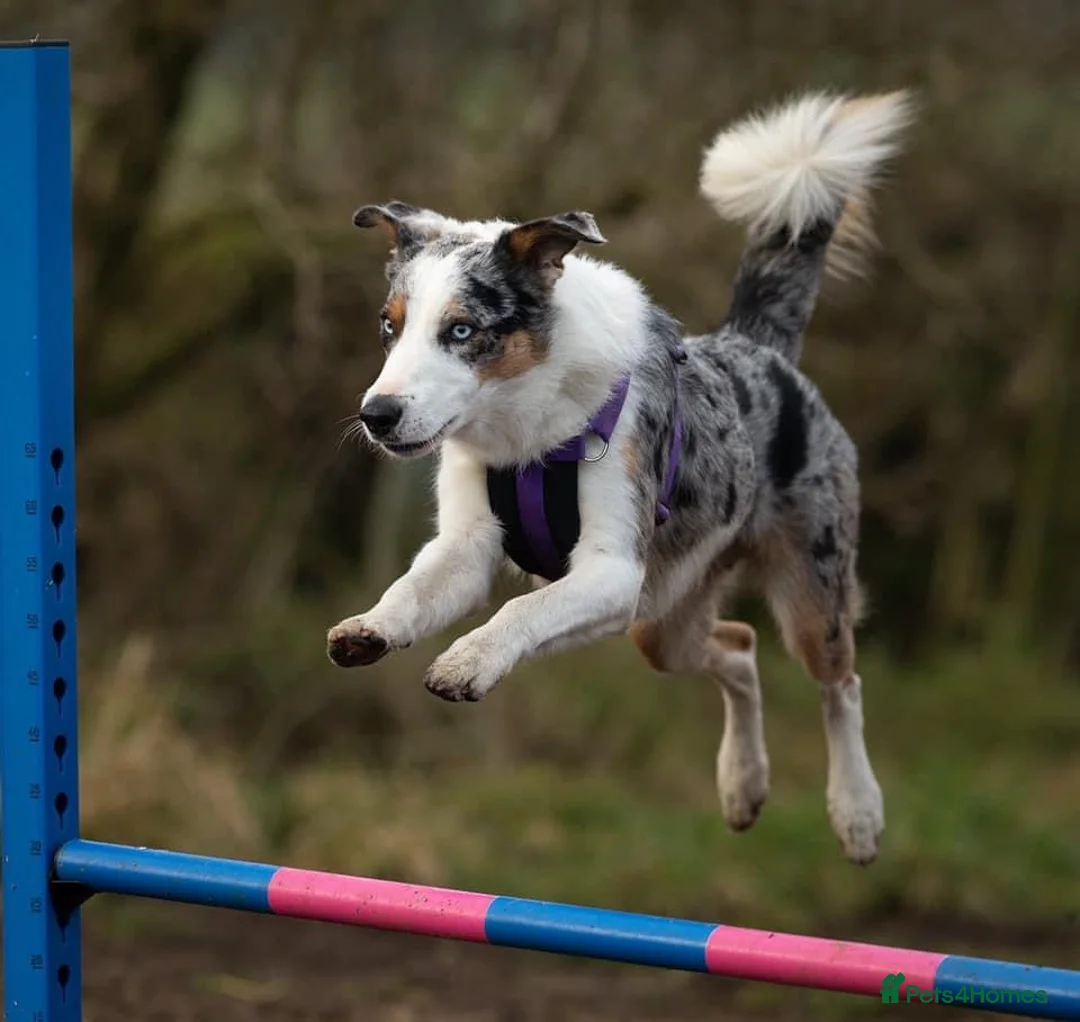 Border Collie dogs for stud: (provide) tr blue Merle border collie  in Otley - Advert 17