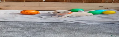 Maltipoo Puppy 2