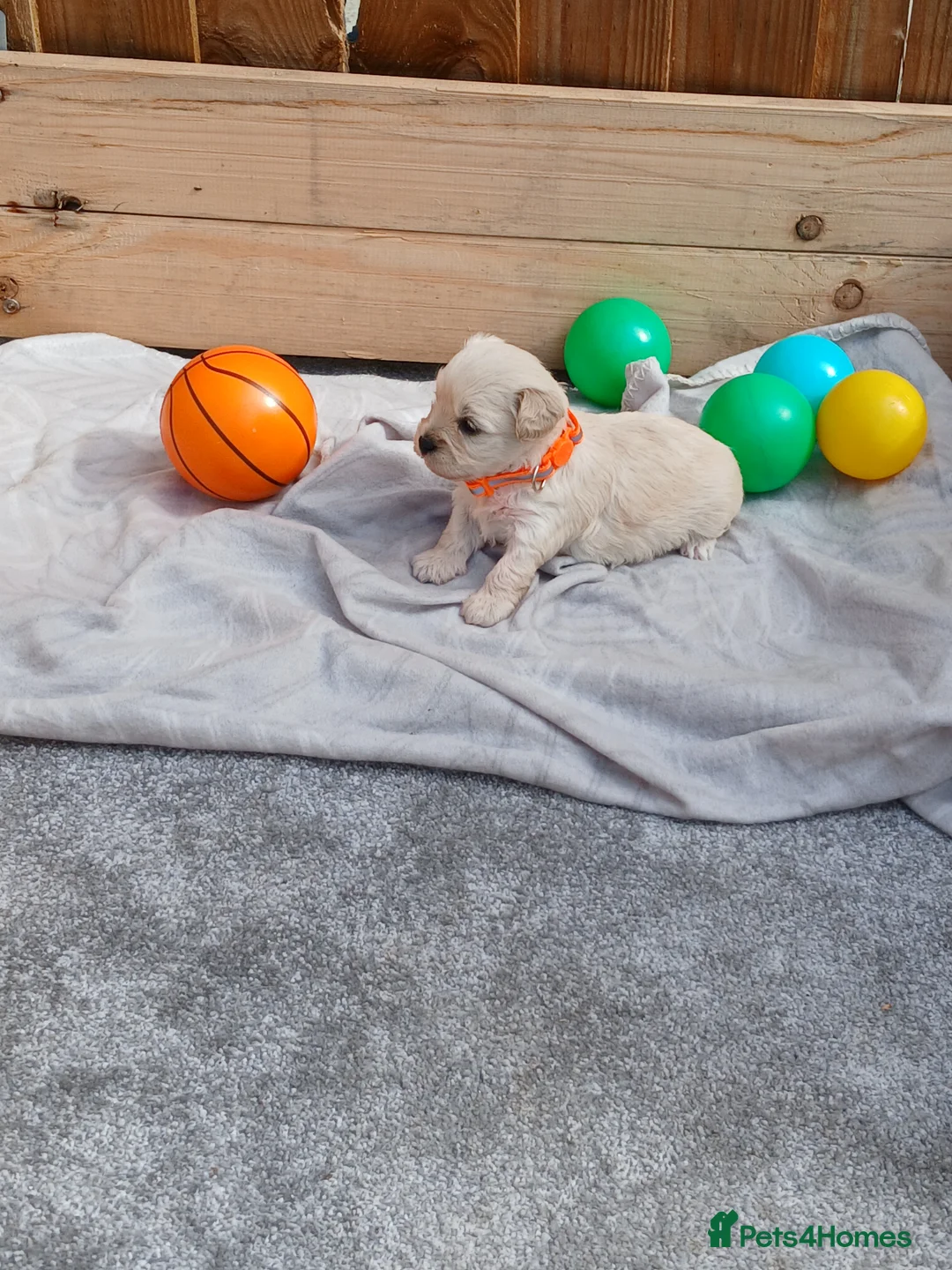 Maltipoo dogs for sale: Maltipoo puppies - Advert 39