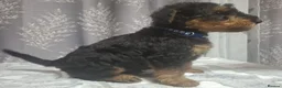 Airedale Terrier dogs for sale: Gorgeous Airedale Litter! - Advert 16