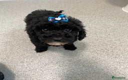 Cavapoo dogs for sale: 1 lonely girl still on the search for her home - Image 8