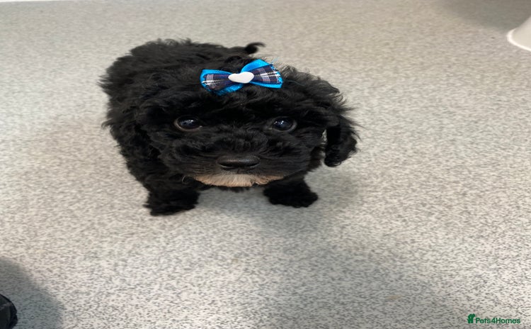 Cavapoo dogs - Advert 6