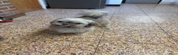 Shih Tzu dogs for sale: SHIH TZU - Advert 3