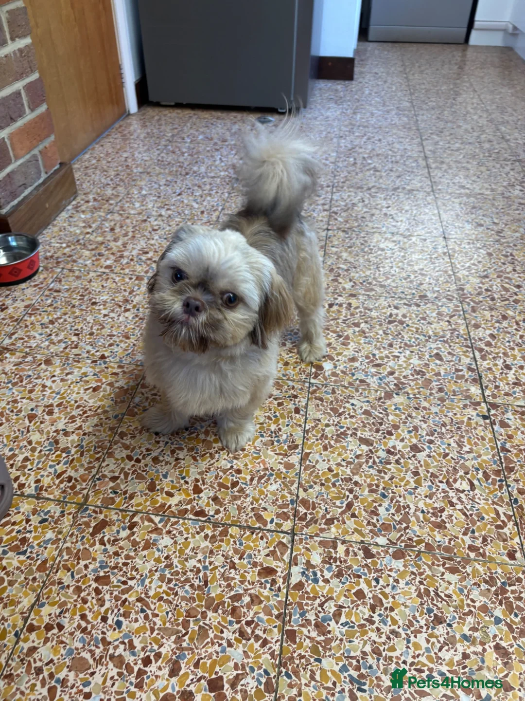 Shih Tzu dogs for sale: SHIH TZU - Advert 3